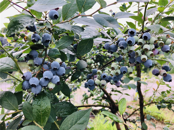 蓝莓果实挂满枝头。通讯员 张礴 摄