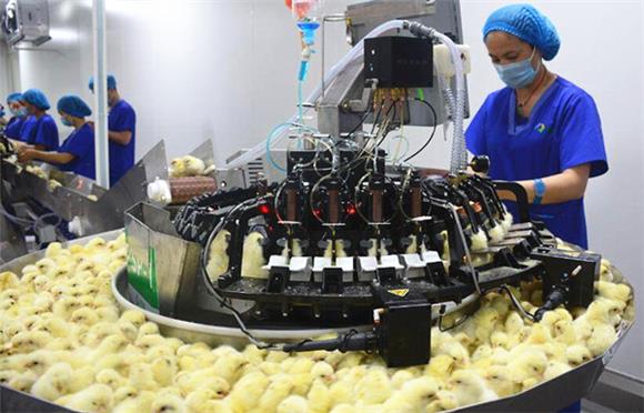 丰都县蛋鸡项目孵化中心建成投产。通讯员 李达元 摄