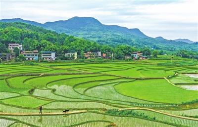 铁门乡长塘村，白云、青山、农房、稻田、秧苗构成一幅梦幻般的田园景色。