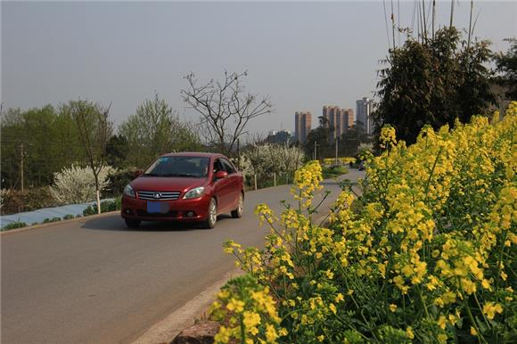一辆小车在金黄油菜花与雪白李花的道路上行驶。特约通讯员 蒋文友  摄