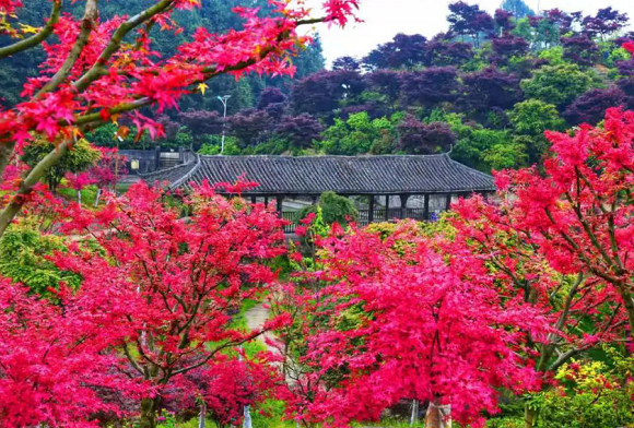 6月，景区内的夏季红枫为这里增色不少。五洲园景区供图 华龙网发