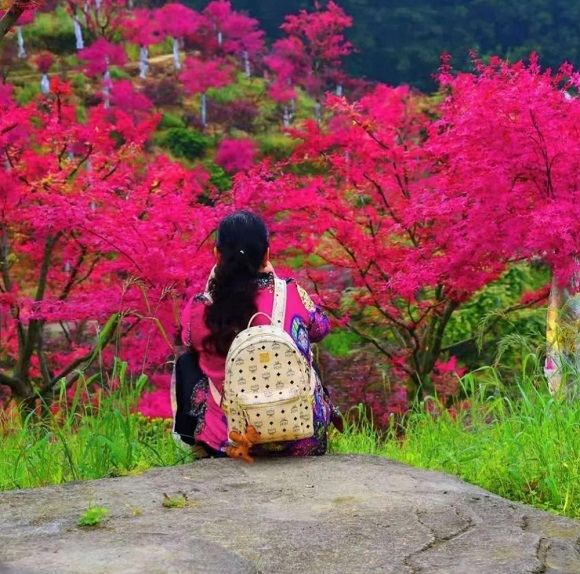 游客正在五洲园景区内赏红枫。五洲园景区供图 华龙网发