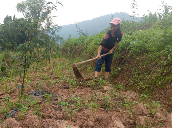 大歇镇务工村民在木瓜套种的辣椒地除草。通讯员 刘光艳 摄