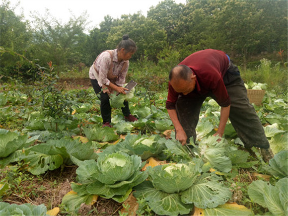 大歇镇务工村民在采收洋白菜。通讯员 刘光艳 摄