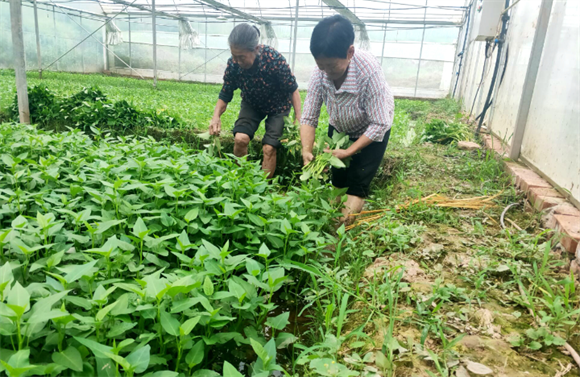 村民在专业合作社管护蔬菜。通讯员 解维坪 摄
