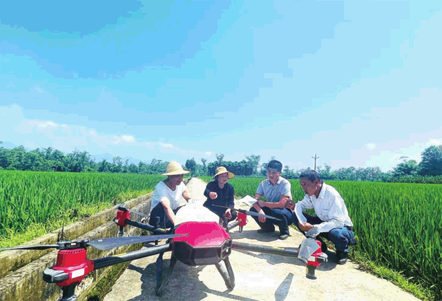 在新盛镇新盛村六组的稻田间，农技人员指导农户使用植保无人机开展水稻病虫害防治。通讯员 鄢纯 摄