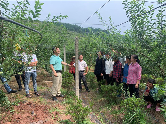 农技专家为当地的果农带来了一堂果园管理技术培训课。通讯员 赵银银供图