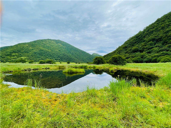 遍布珍稀植物的五里坡自然保护区。 巫山县林业局供图