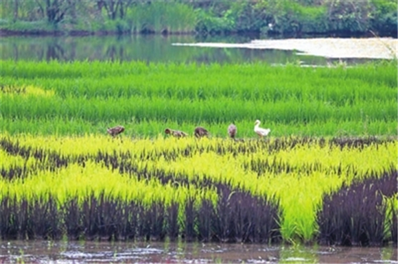 近日，双桂湖国家湿地公园，野鸭在稻田间嬉戏。通讯员 熊伟 摄