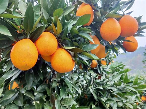 保合镇梨橙产业。通讯员 李达元 摄