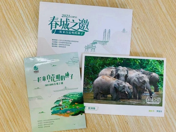 网友收到的亚洲象明信片。昆明信息港供图 华龙网发