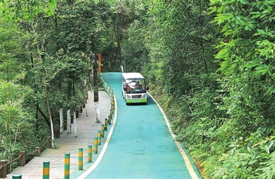 寿海景区，游客乘坐观光车游览竹林美景。通讯员 熊伟 摄