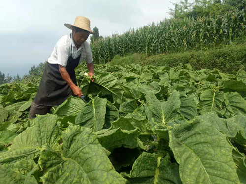 烟农在收割成熟的烟叶。通讯员 刘光艳 摄