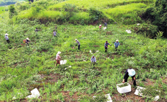 村民们在花椒基地采摘花椒。通讯员 陶开星 供图