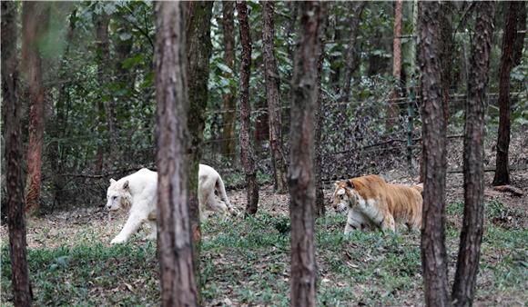 银虎和金虎在树丛中闲庭信步。通讯员 陈仕川 摄
