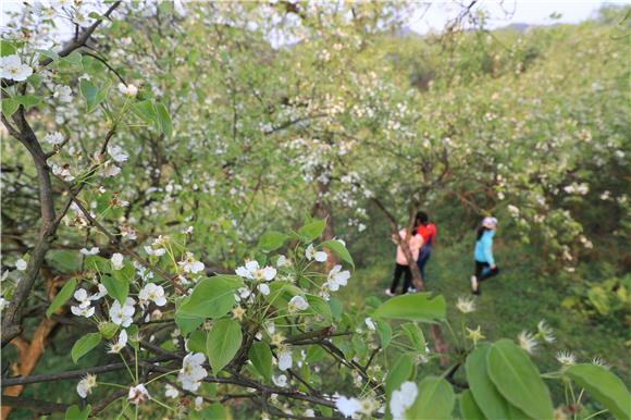 游客在金源村观赏梨花。通讯员 陈刚 摄