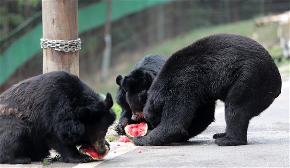 黑熊享受西瓜美餐。通讯员 陈仕川 摄