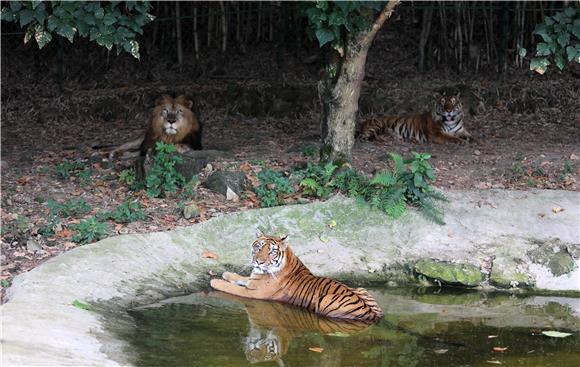 孟加拉虎与狮子和谐共处。通讯员 陈仕川 摄