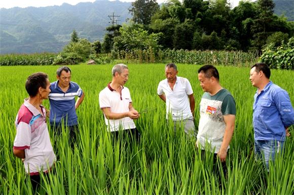 镇农技人员，村干部正在田间指导村民管理水稻。通讯员 侯祥供图