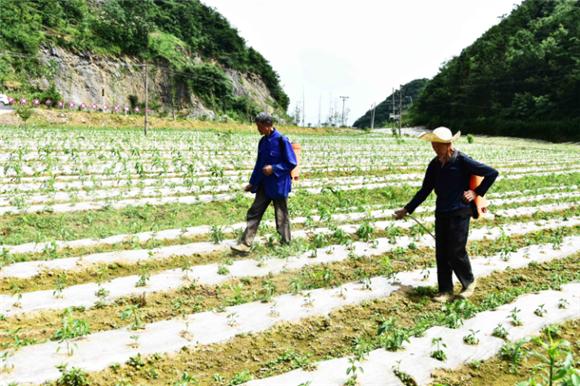 竹贤乡石院村村民在蔬菜种植基地为辣椒苗喷施肥料。通讯员 王忠虎 摄