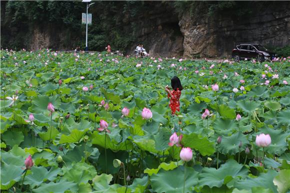 市民在荷花池赏花拍照。通讯员 刘良玉 摄