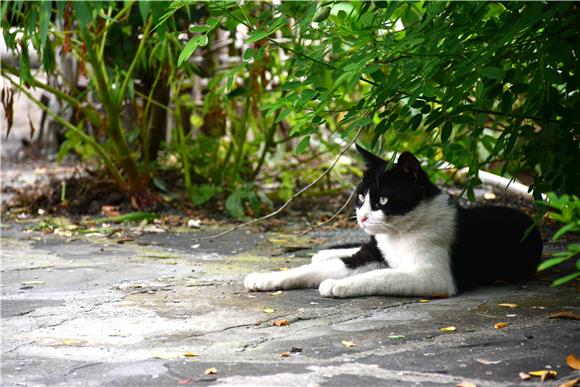 猫咪趴在绿荫下，闲适地打望着周围的一草一木。通讯员 储潇 摄