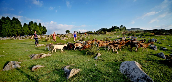 2千野草场群羊觅食。石柱农旅集团供图 华龙网发