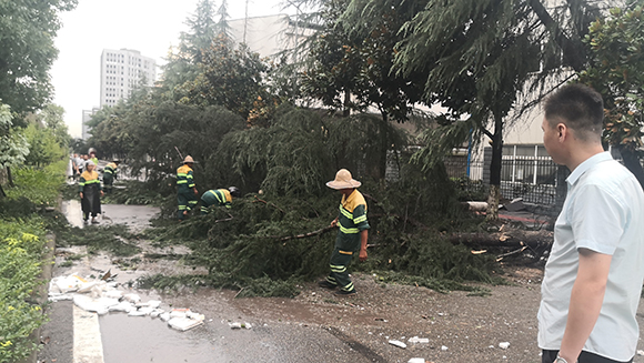 工人们正在加紧清理吹倒的树木。王家街道办事处 供图 华龙网 发
