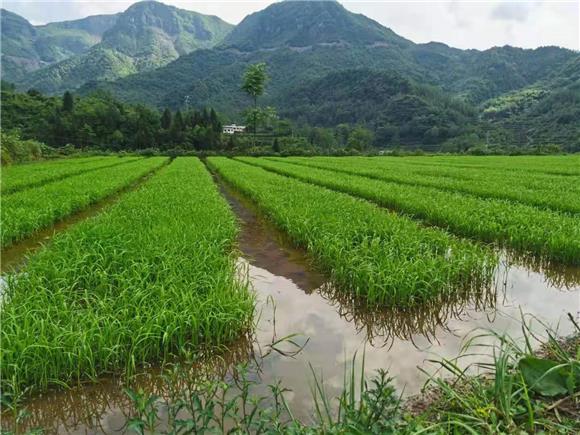 秀山县千丘生态农业有限公司培育的高品质水稻苗。涌洞乡供图 华龙网发