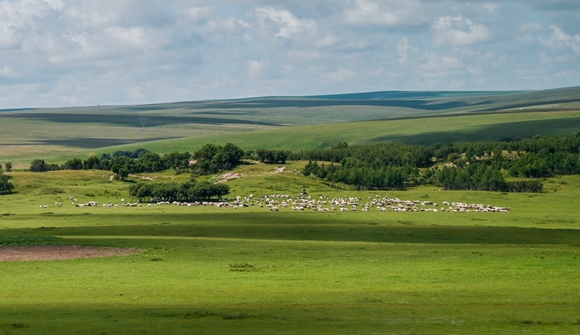 羊群在莫和尔图林场附近的草原上觅食。