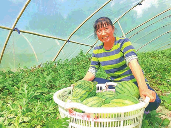 西瓜种植基地负责人刘兰奎在采摘西瓜。通讯员 孙莎莎 摄