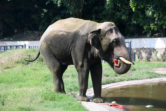 一只大象在吃西瓜。