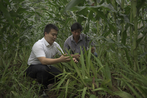 王毕峰（左）查看村民套种的中药材。特约通讯员 隆太良 摄