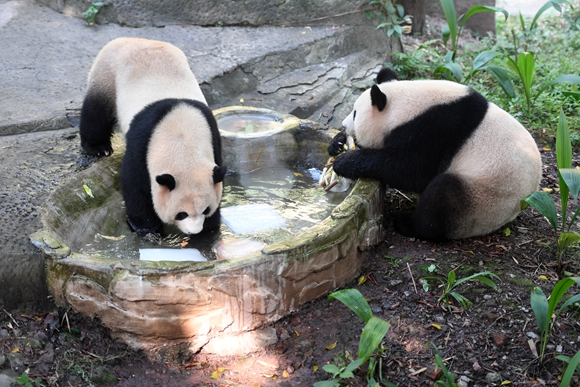 两只大熊猫玩水“消暑”。