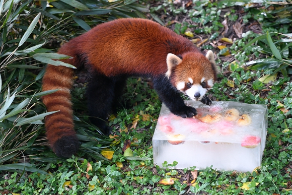 一只小熊猫在吃水果冰块。