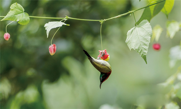 叉尾太阳鸟在金佛山北坡景区花间翩翩起舞。通讯员 瞿明斌 摄