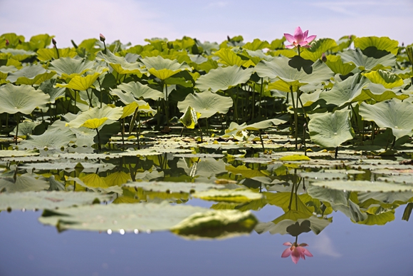 鸣翠湖国家湿地公园绽放的荷花。 (2)