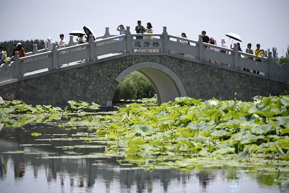游客在鸣翠湖国家湿地公园游玩、赏荷。