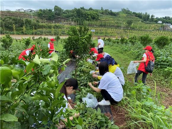 党员志愿者在渝北区大盛镇云龙村开展助农活动。 通讯员  程刚强  摄