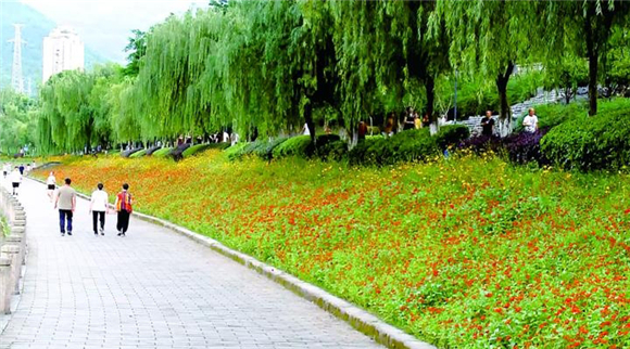 汉丰湖畔的百日菊惊艳绽放。通讯员 冉绢 摄