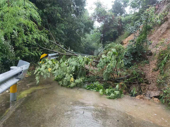 大树倒伏阻断交通。巫溪县委宣传部供图