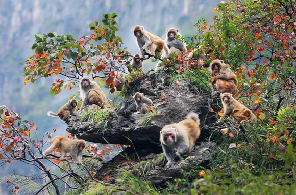 小三峡猕猴。  巫山县文旅委供图 华龙网发