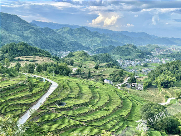 新院村茶園。華龍網(wǎng)-新重慶客戶端 陳攀 攝