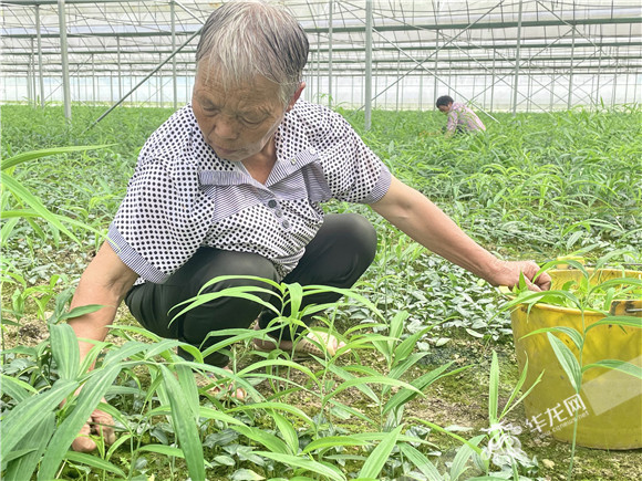 中藥材（黃精）育苗基地。華龍網(wǎng)-新重慶客戶端 陳攀 攝