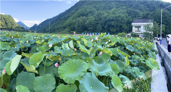 太空蓮種植基地。華龍網(wǎng)-新重慶客戶端 陳攀 攝