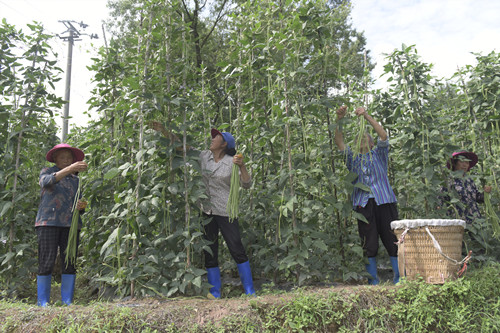 务工村民为种植大户采摘豇豆。特约通讯员 隆太良 摄