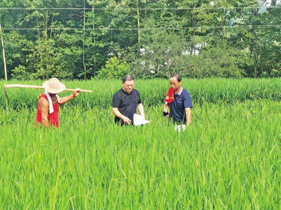 农技人员在查看水稻长势。通讯员 郎兴花 摄