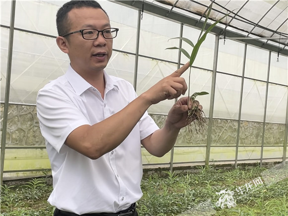 東平村黃精種植“第一人”葉茂。華龍網(wǎng)-新重慶客戶端 陳攀 攝