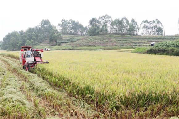 8月11日，收割机在稻田里收割成熟的稻谷。通讯员陈仕川摄