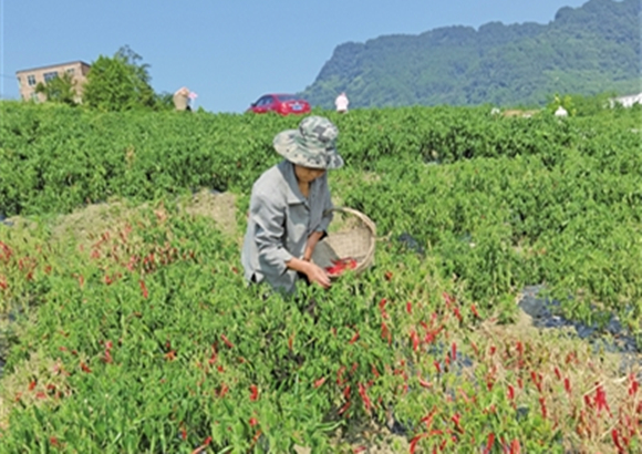 村民正忙着采摘成熟的辣椒。通讯员 谢国邦 摄